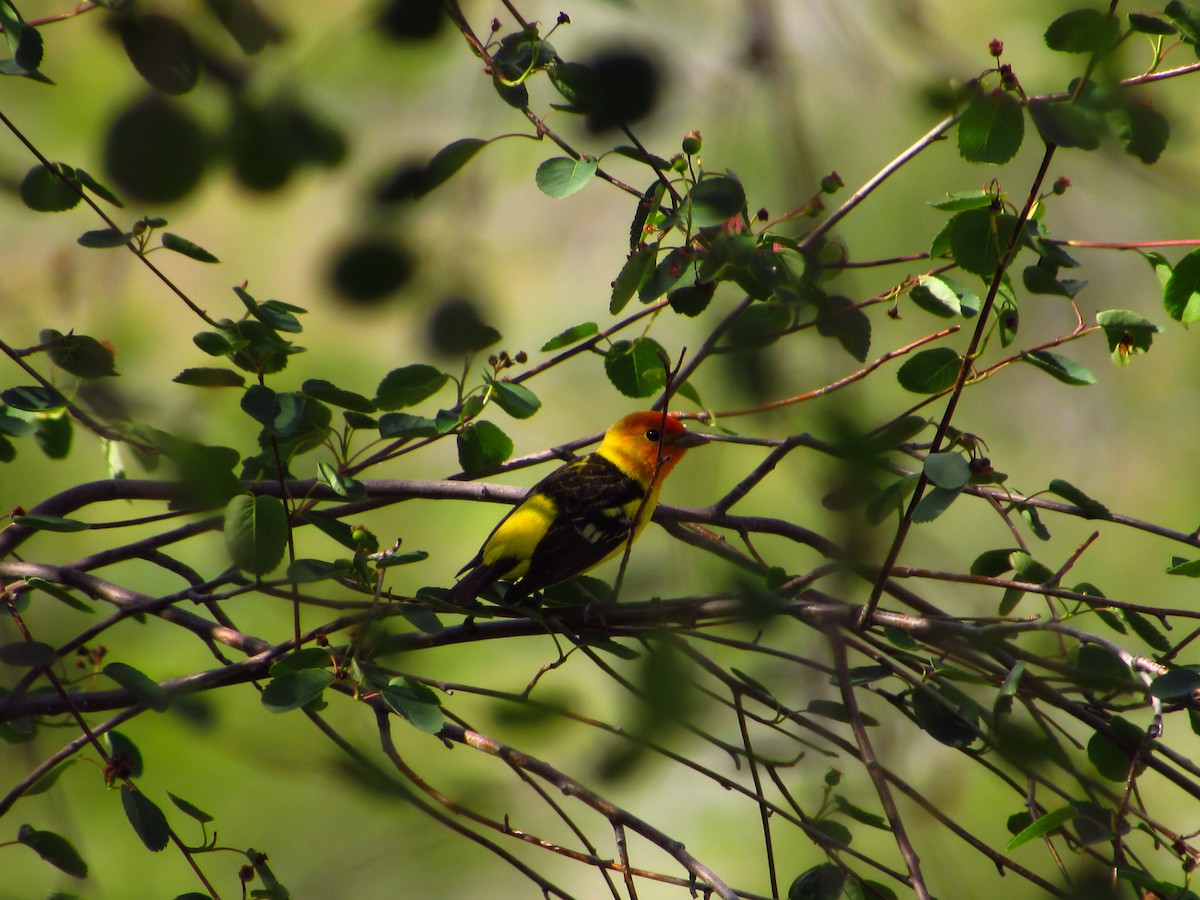 Western Tanager - ML619797420