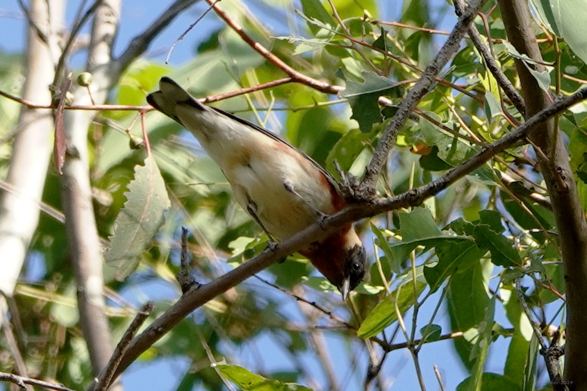 Bay-breasted Warbler - ML619797424
