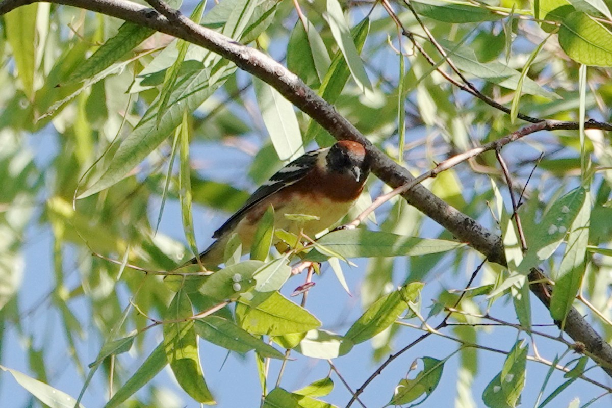 Bay-breasted Warbler - ML619797426