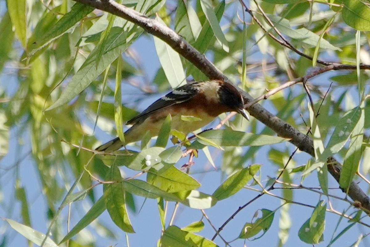 Bay-breasted Warbler - ML619797428