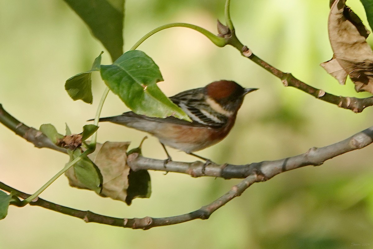 Bay-breasted Warbler - ML619797431
