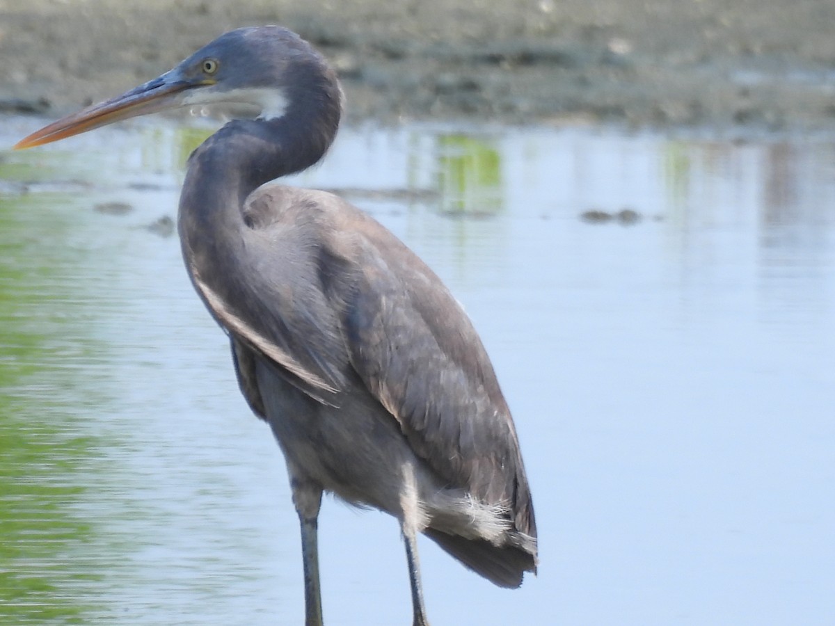 Western Reef-Heron - ML619797449