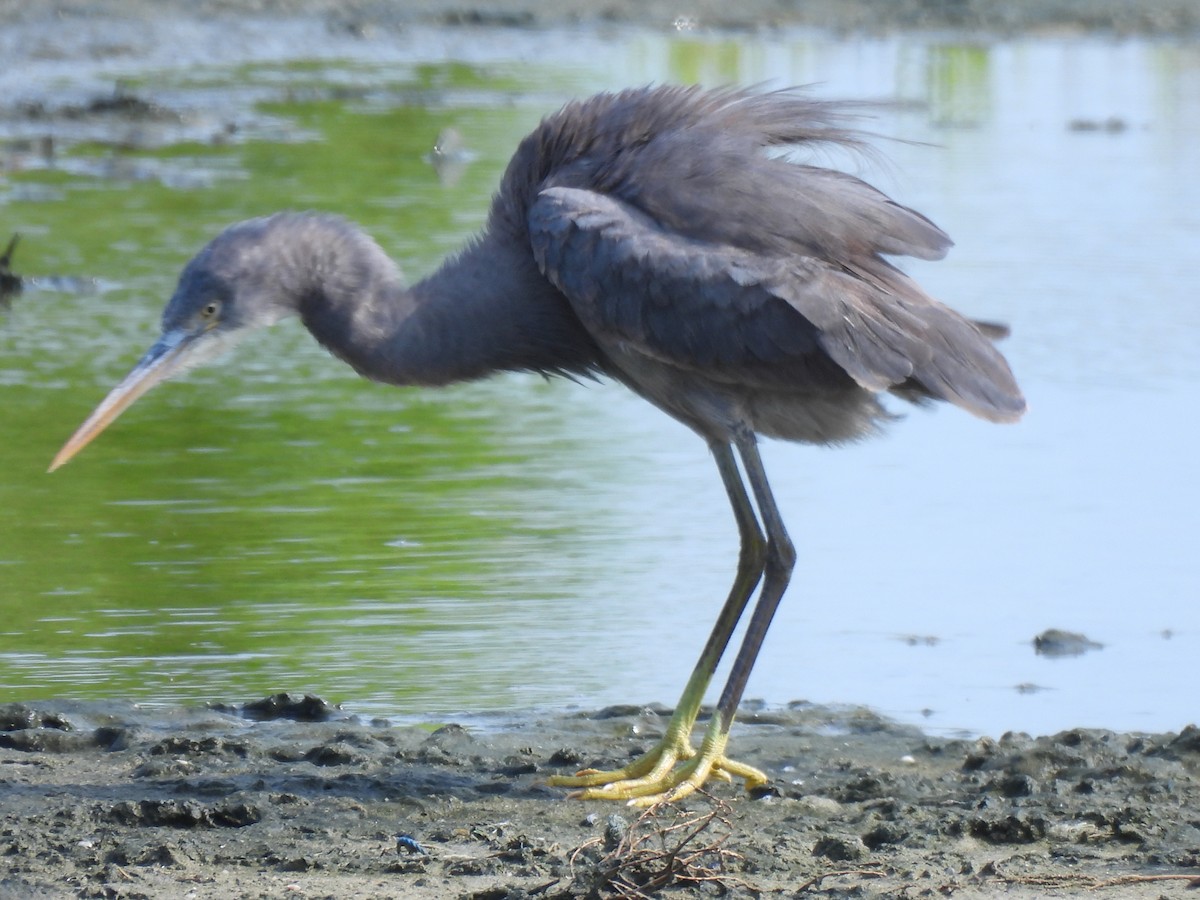 Western Reef-Heron - ML619797452