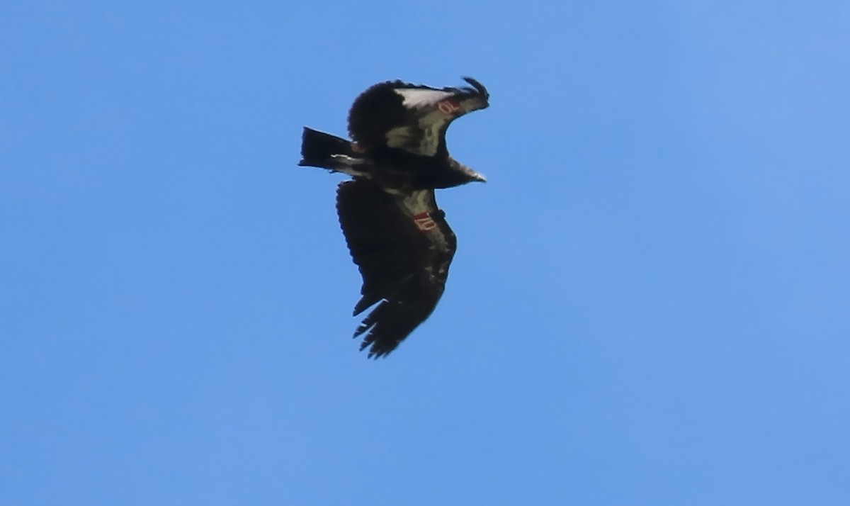 Condor de Californie - ML619797460