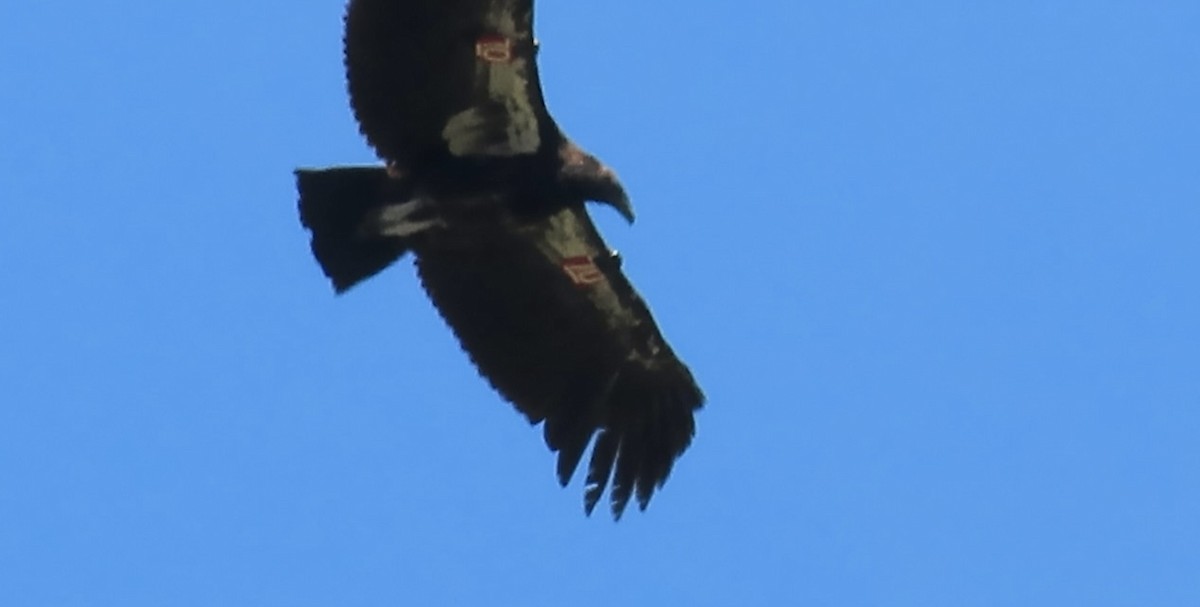 Condor de Californie - ML619797462