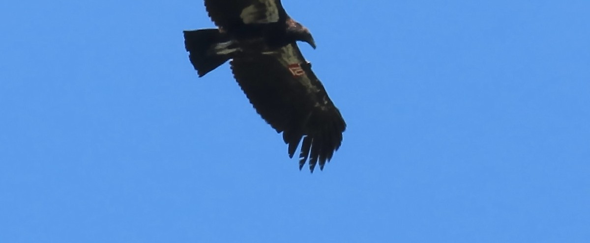 Condor de Californie - ML619797463