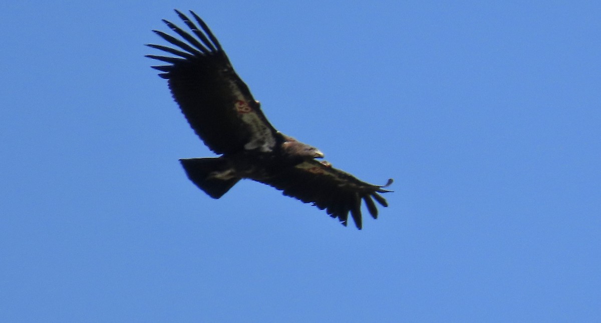 Condor de Californie - ML619797465