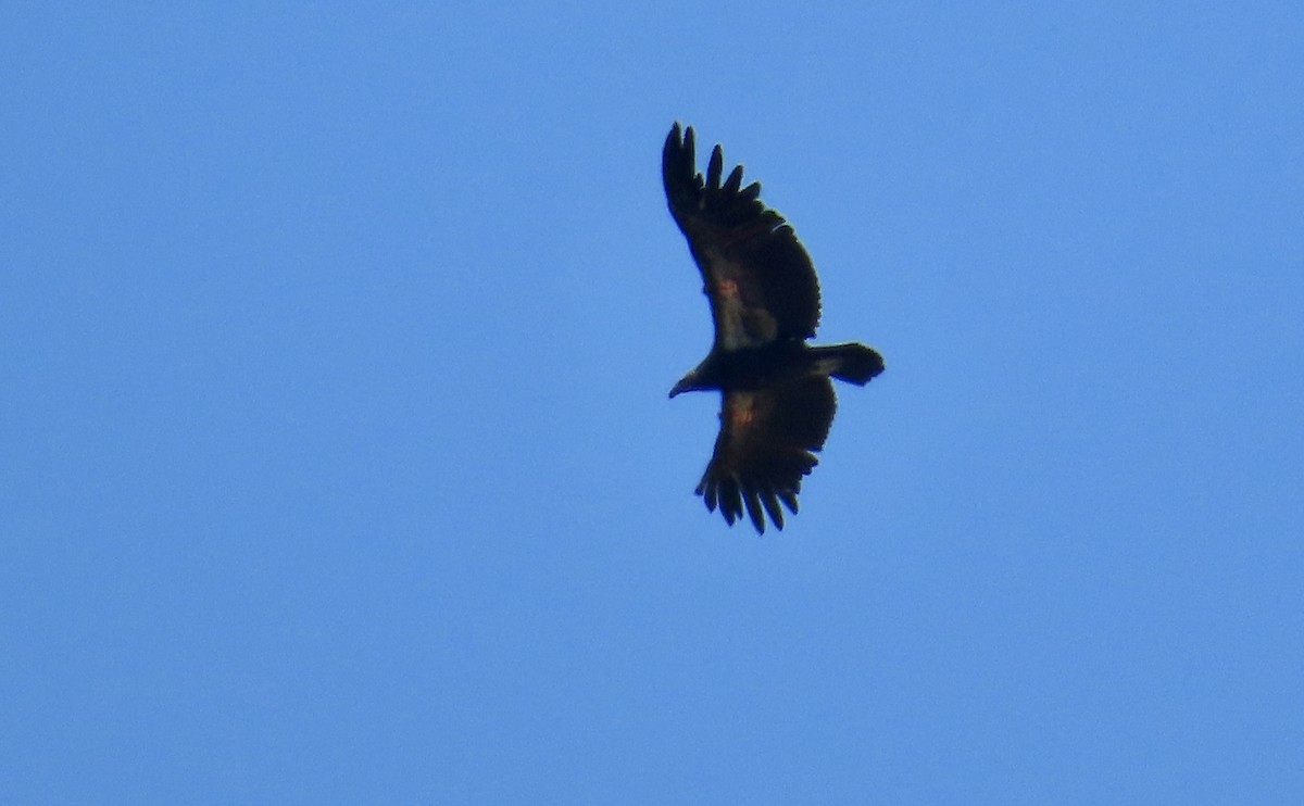 Condor de Californie - ML619797466