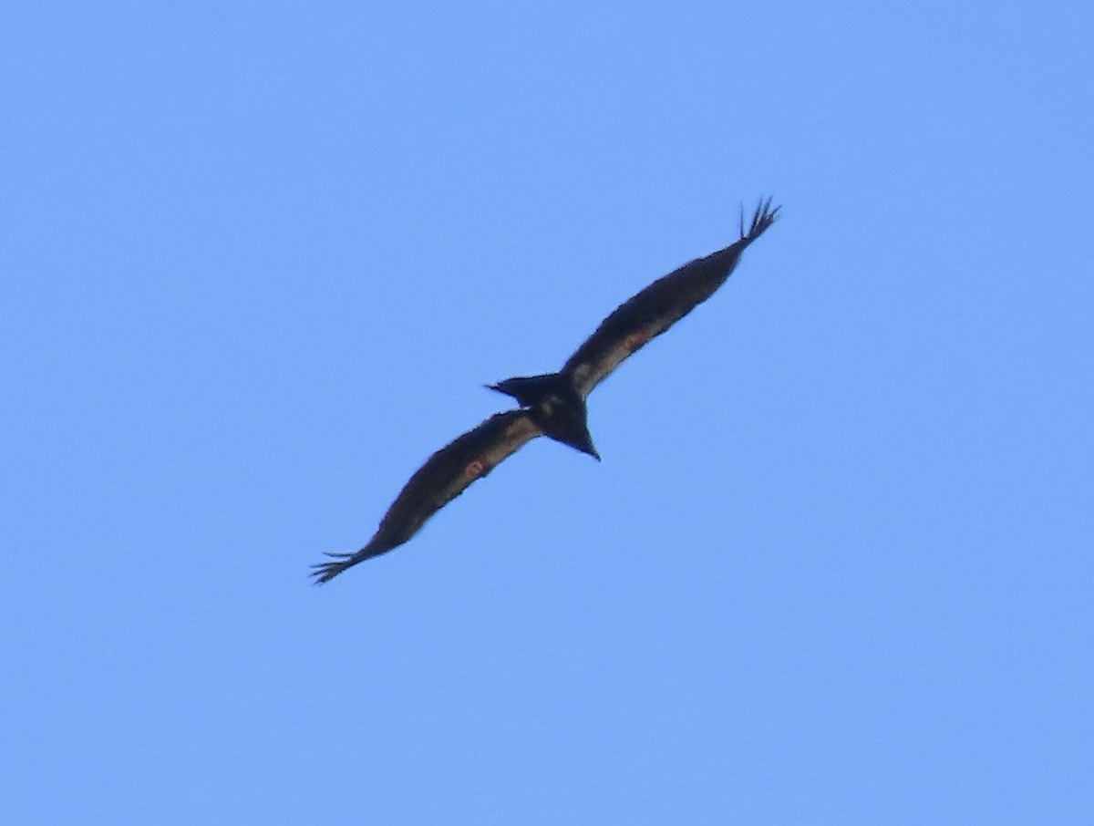 Condor de Californie - ML619797467