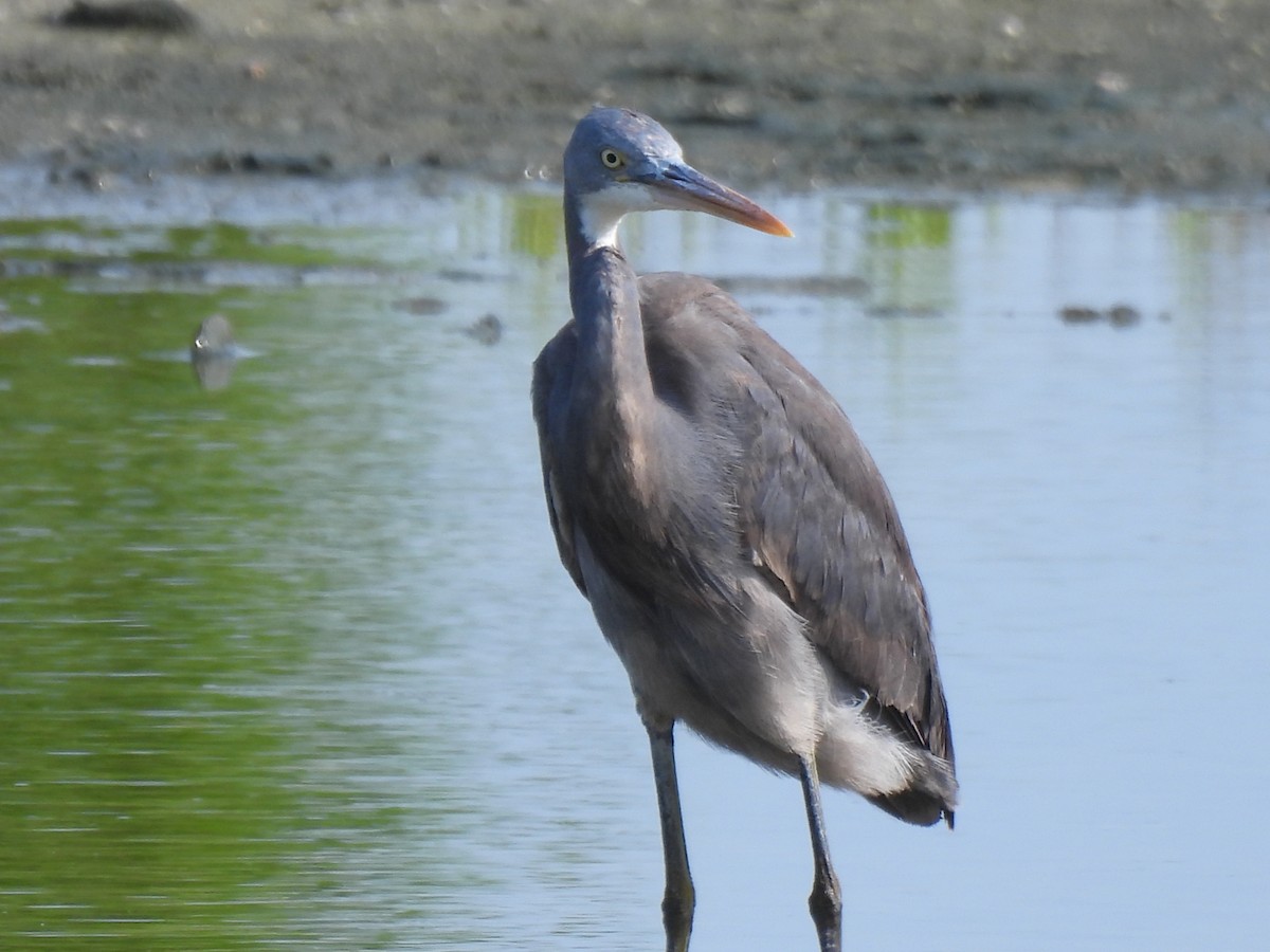 Western Reef-Heron - ML619797497