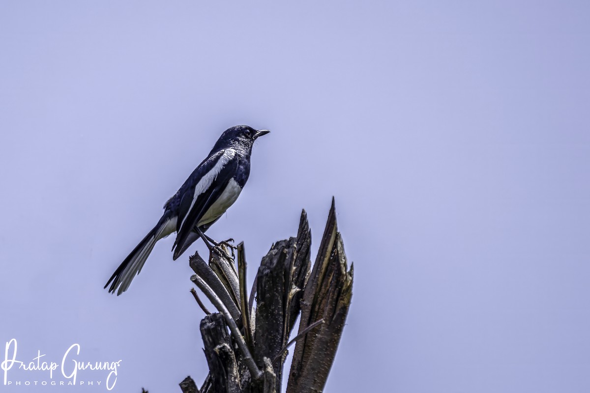 Oriental Magpie-Robin - ML619797498