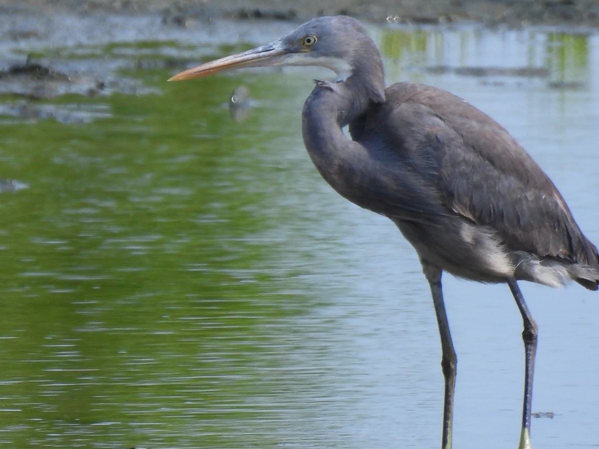 Western Reef-Heron - ML619797506