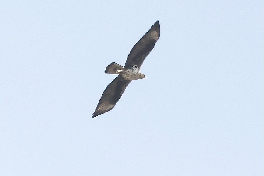 Águila Perdicera - ML619797514