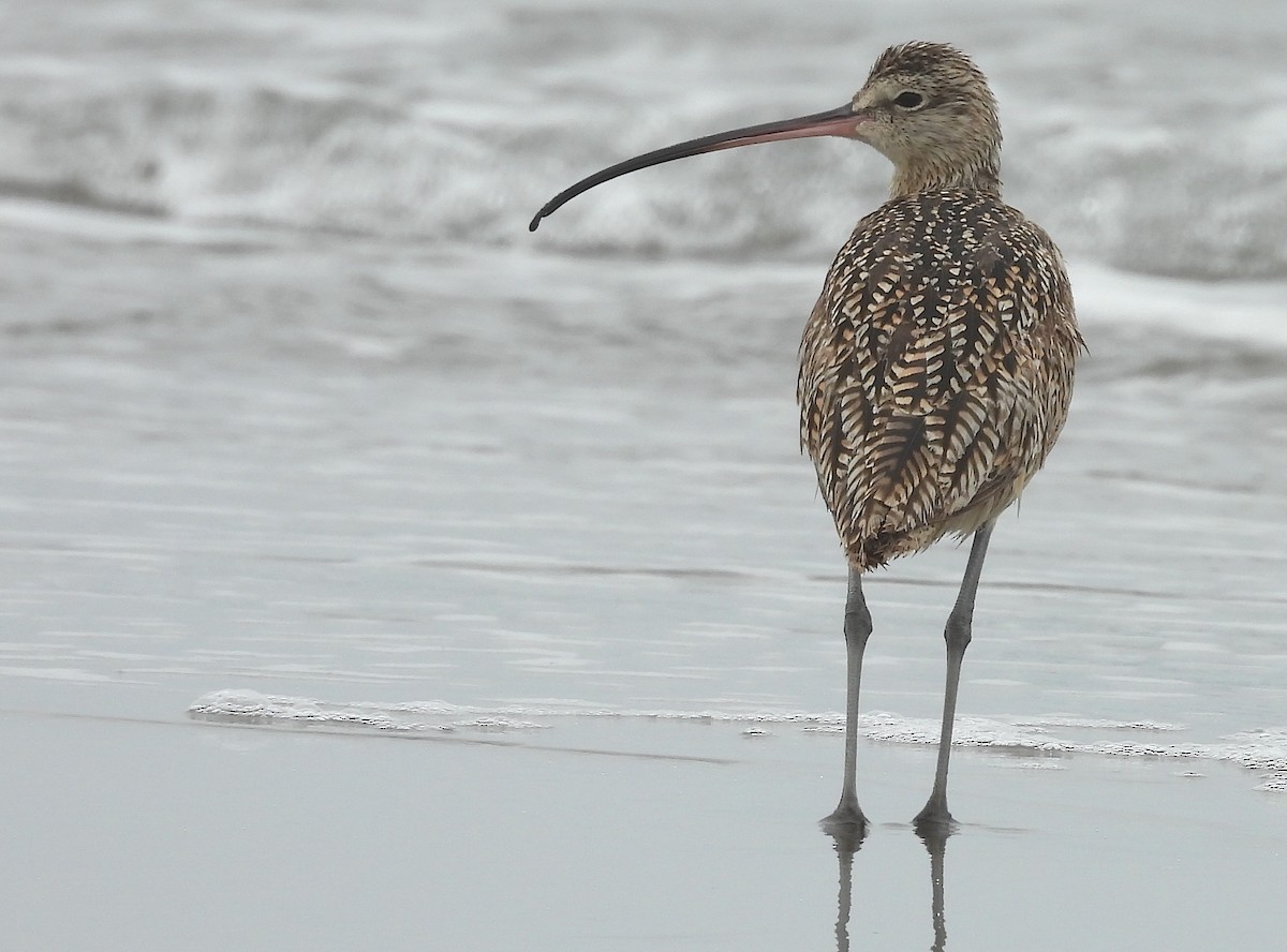 Long-billed Curlew - ML619797519