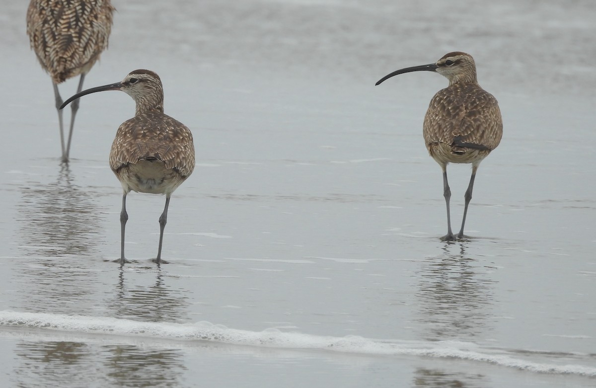 Whimbrel - ML619797523