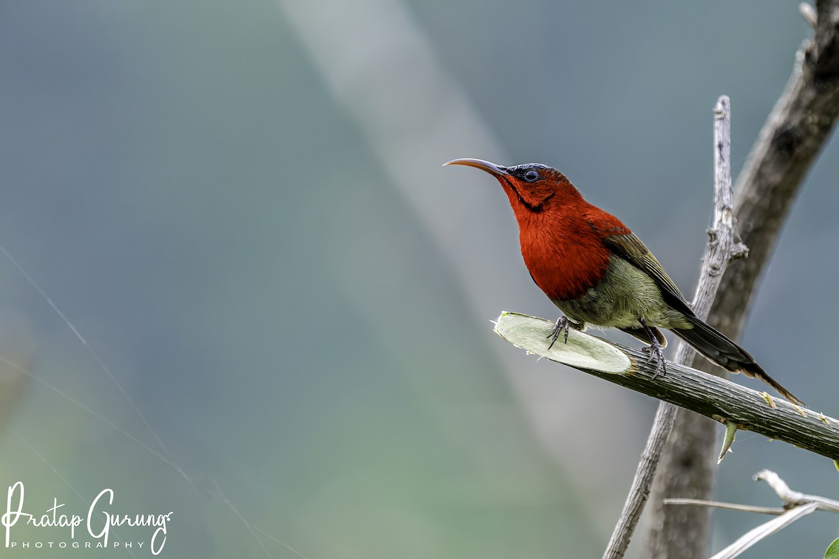 Crimson Sunbird - Pratap Gurung