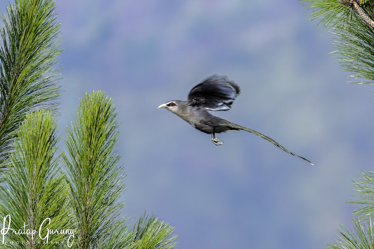 Green-billed Malkoha - ML619797538