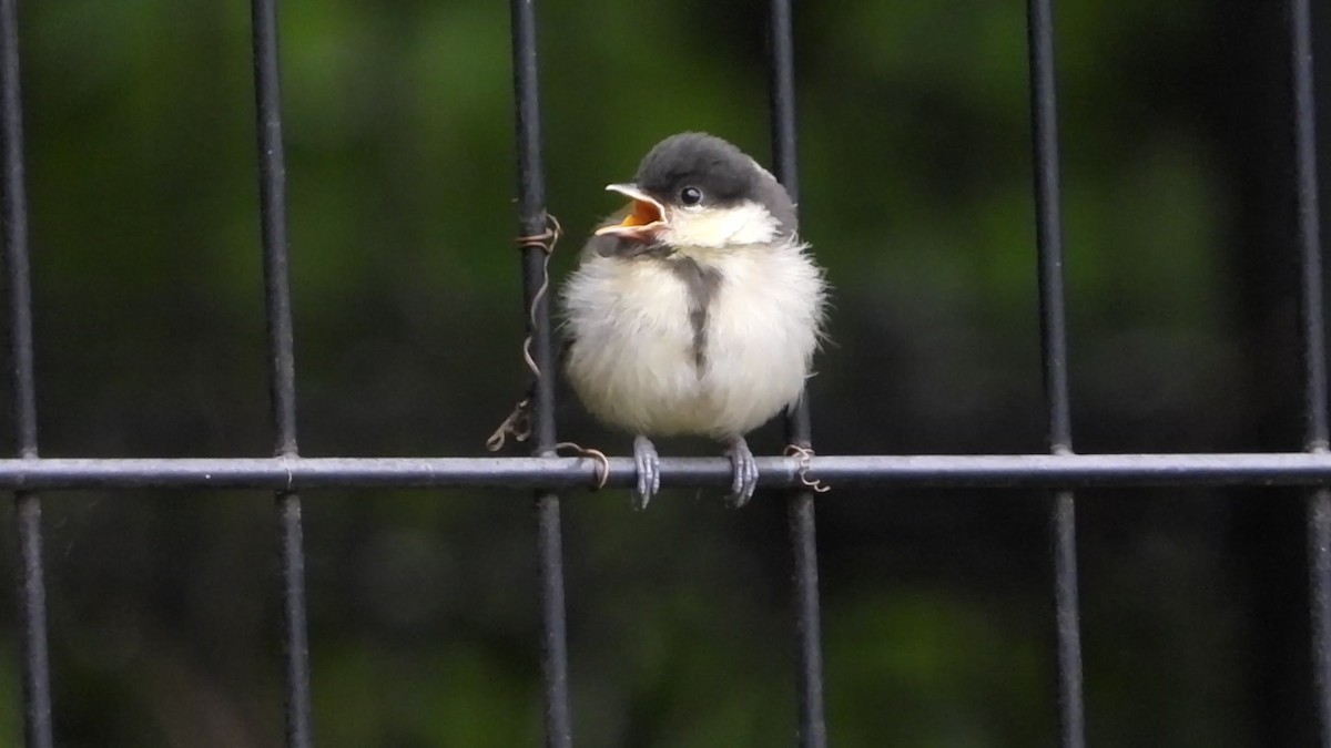 Japanese Tit - ML619797545