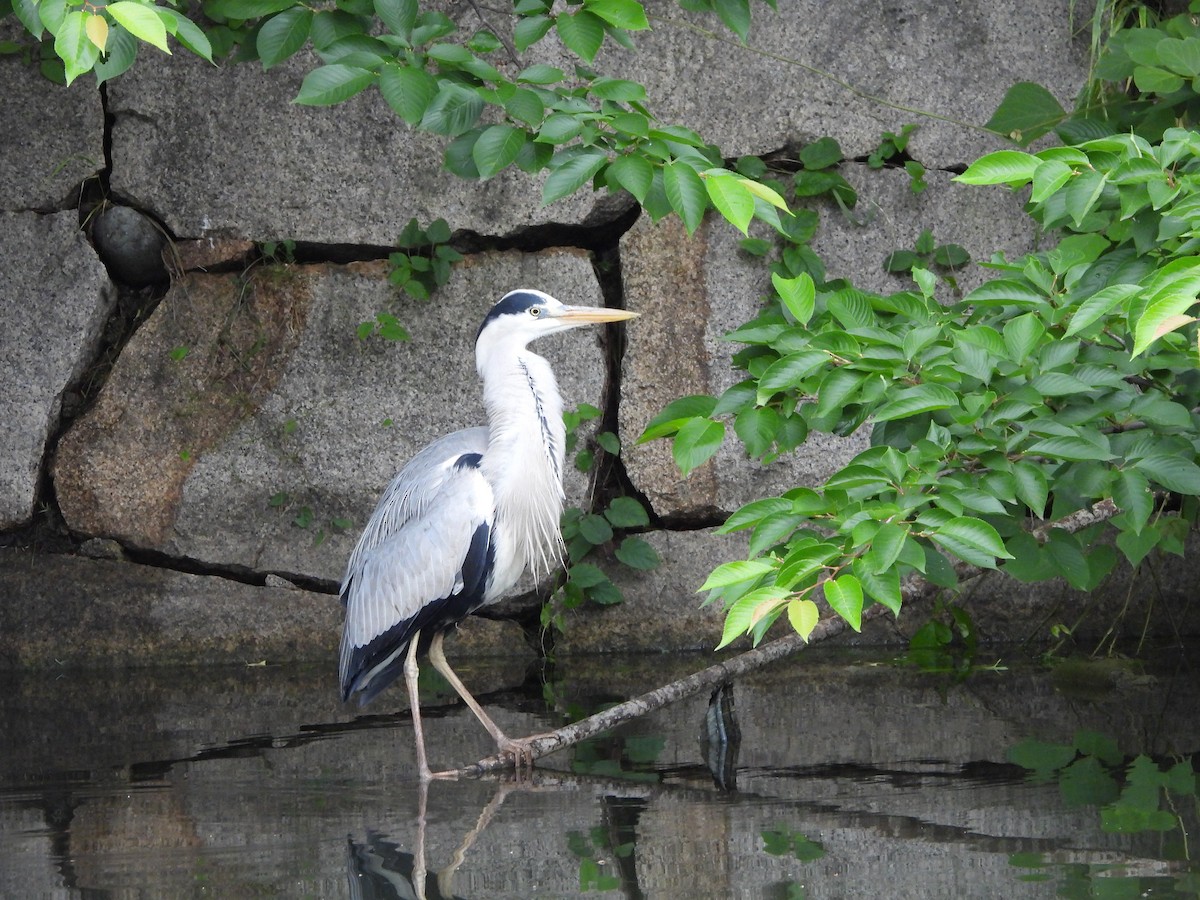 Gray Heron - ML619797546