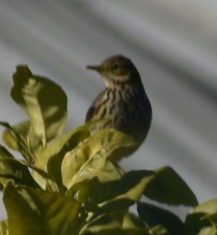 Meadow Pipit - ML619797569