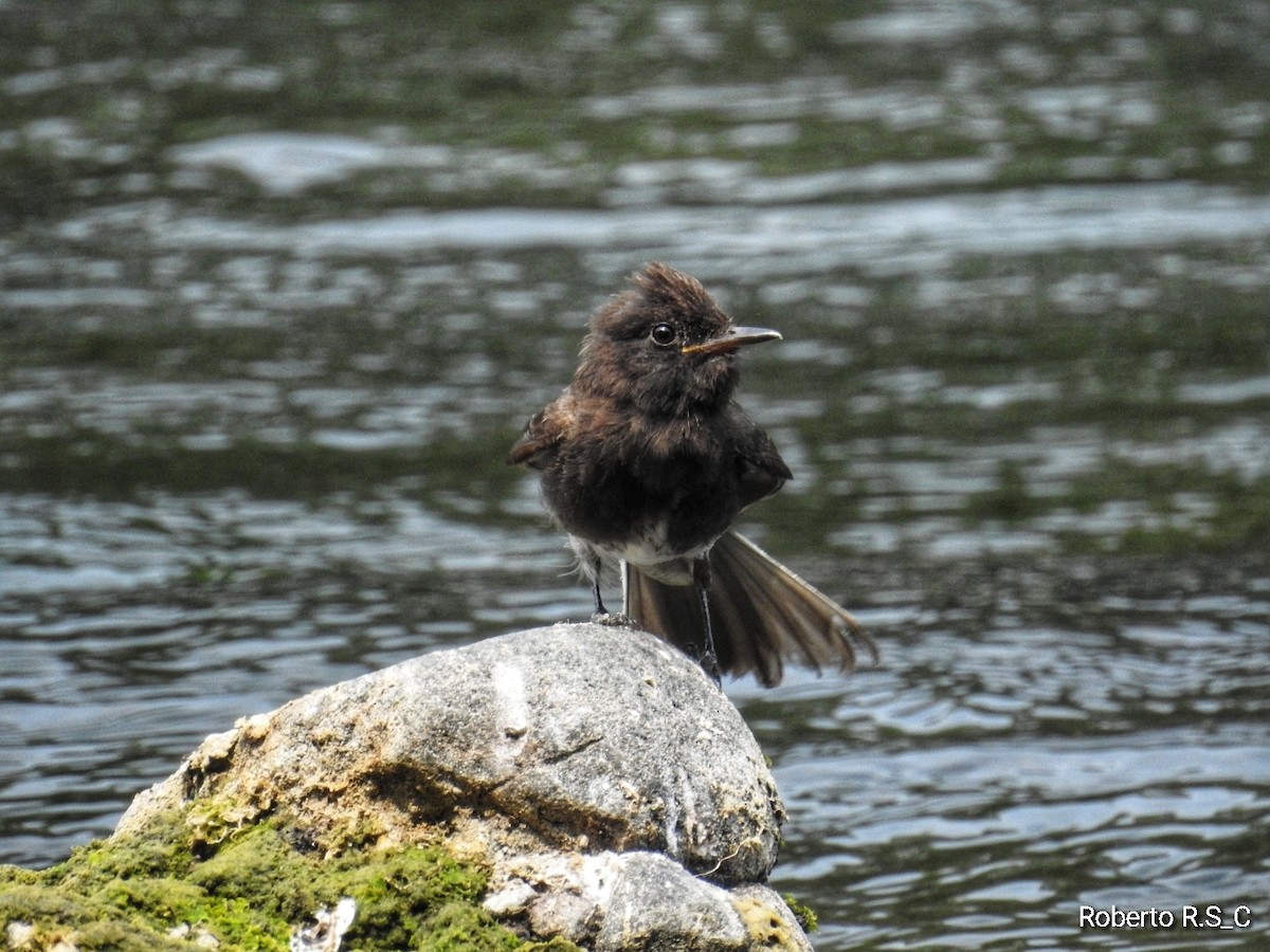 Black Phoebe - ML619797601