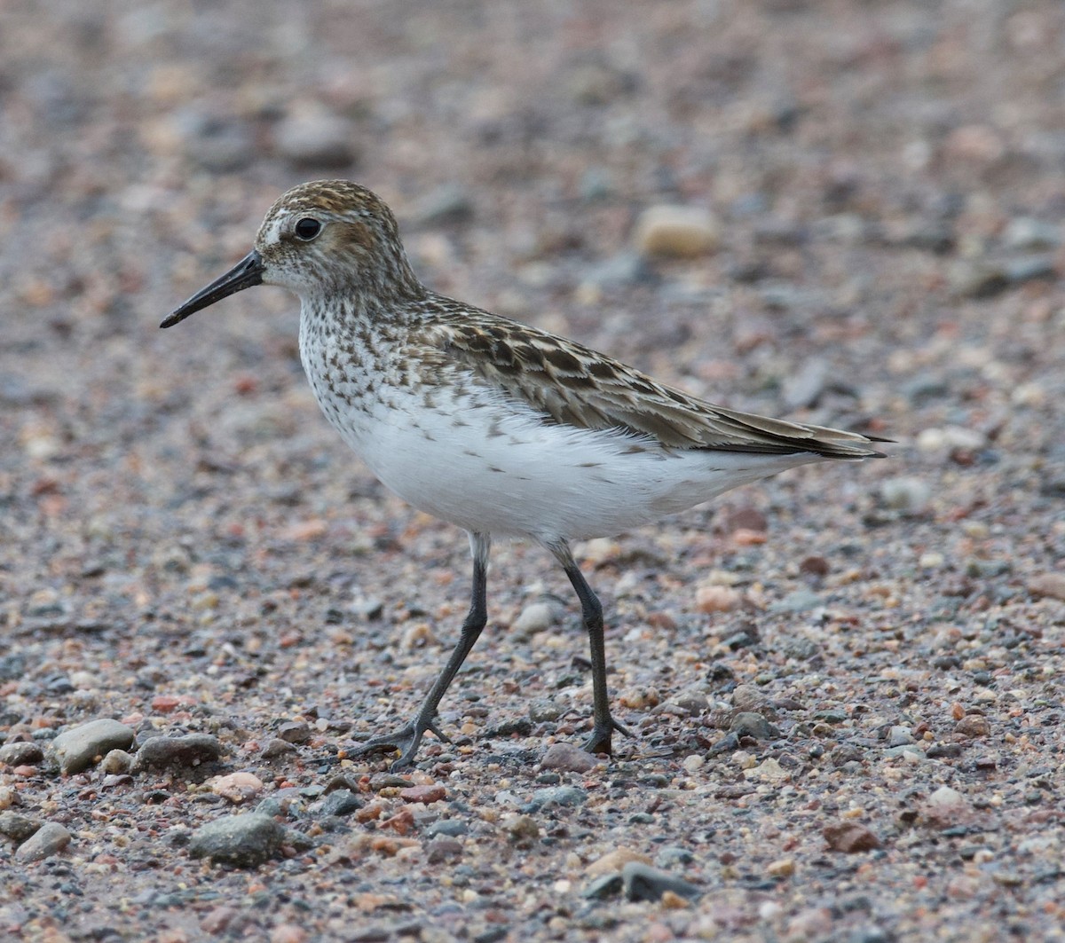 Semipalmated Sandpiper - ML619797605