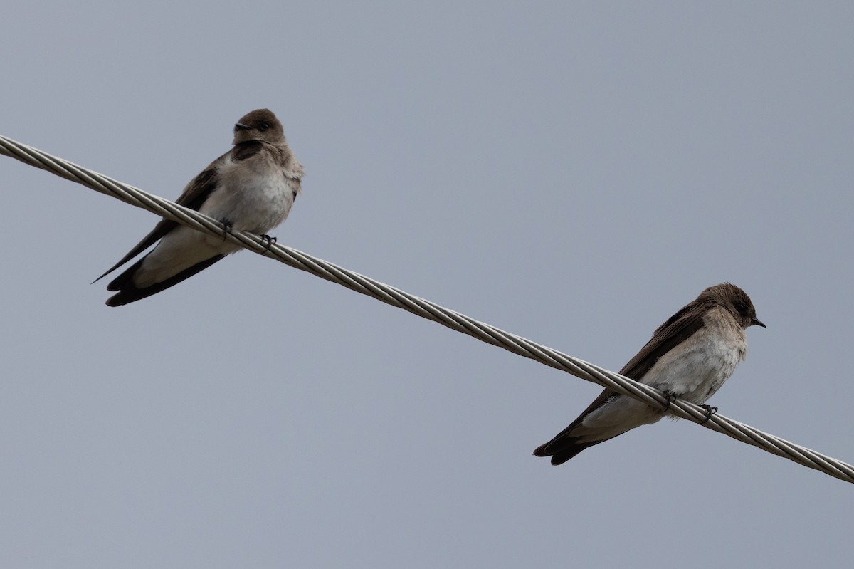 Hirondelle à ailes hérissées - ML619797607