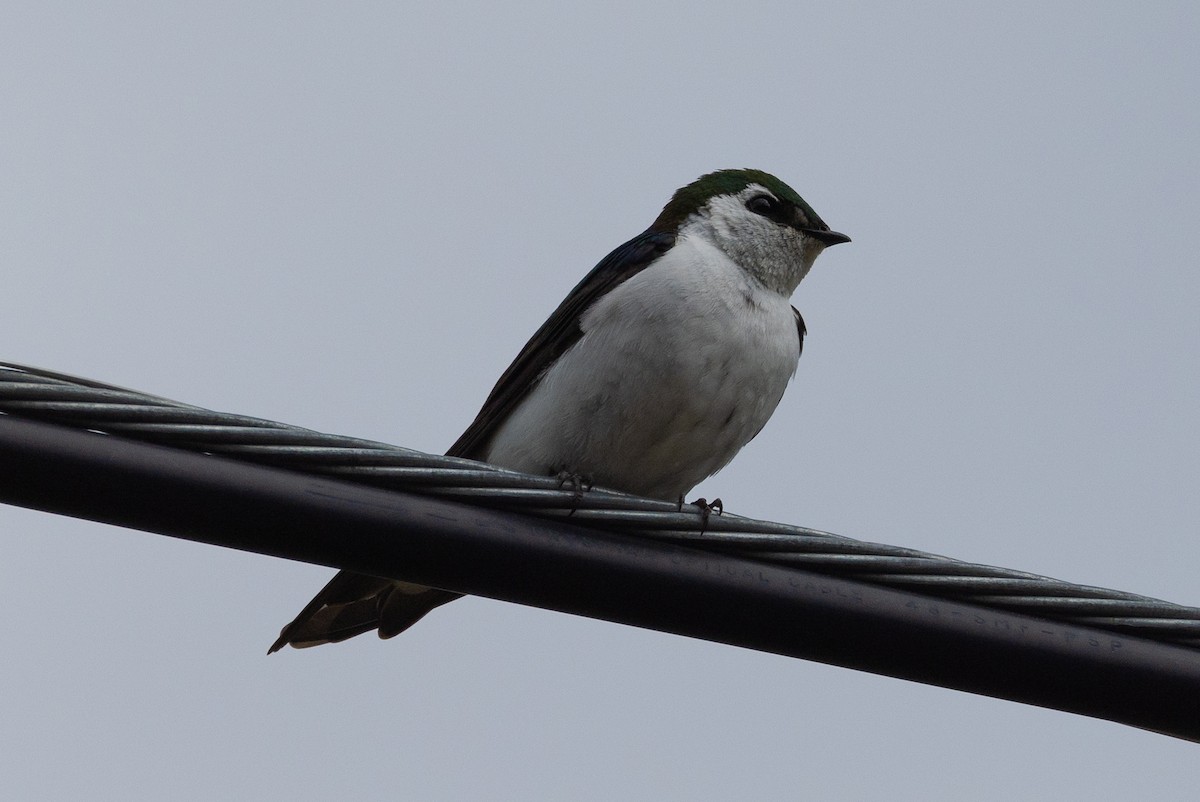 Violet-green Swallow - ML619797608