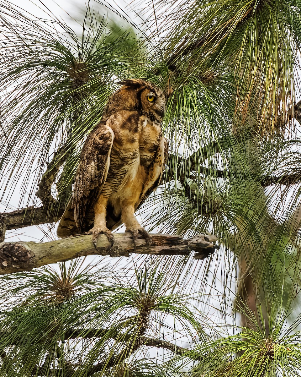 Great Horned Owl - ML619797613