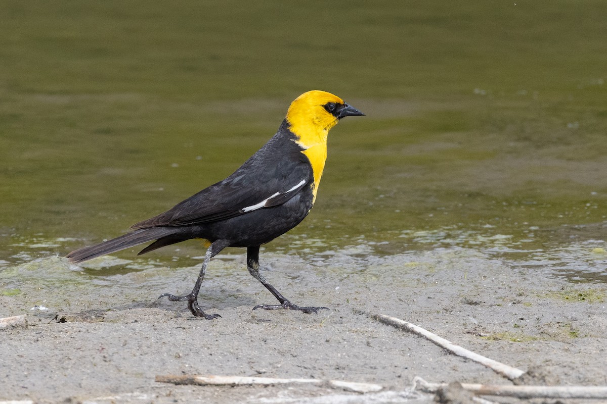 Yellow-headed Blackbird - ML619797617