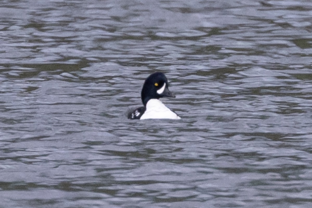 Barrow's Goldeneye - John Reynolds