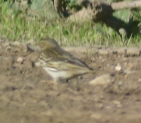 Meadow Pipit - ML619797635