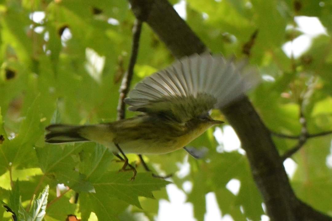 Blackburnian Warbler - ML619797638