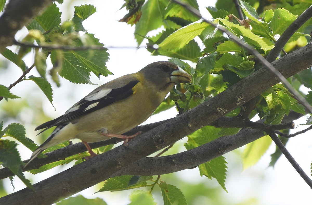 Evening Grosbeak - ML619797652