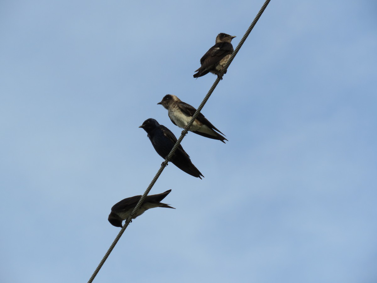 Purple Martin - ML619797657