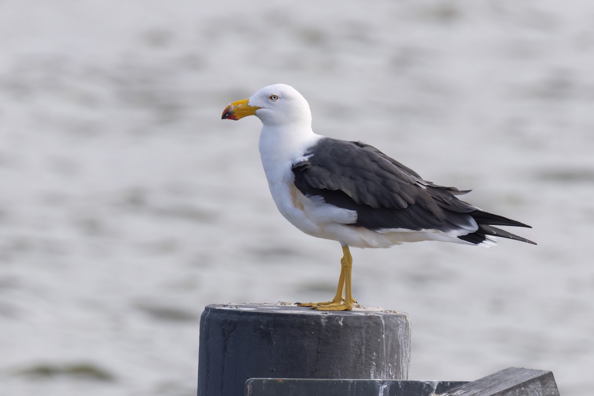 Pacific Gull - ML619797660