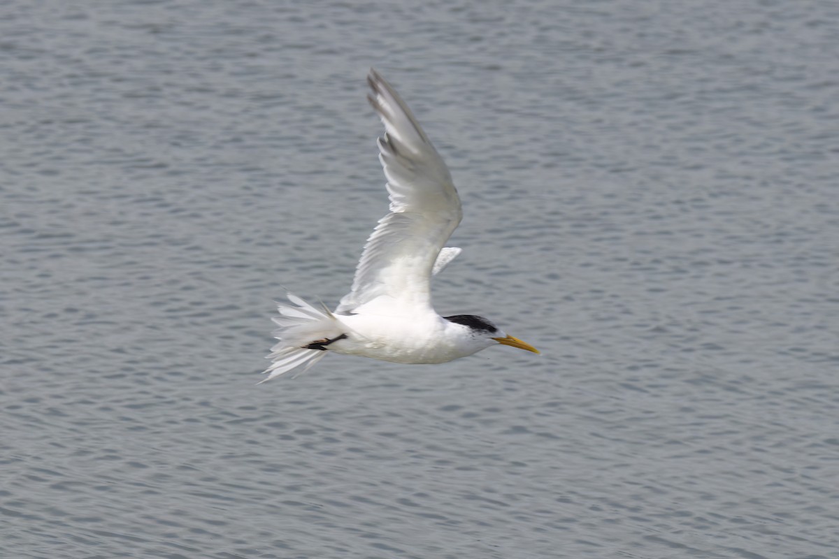 鳳頭燕鷗 - ML619797669