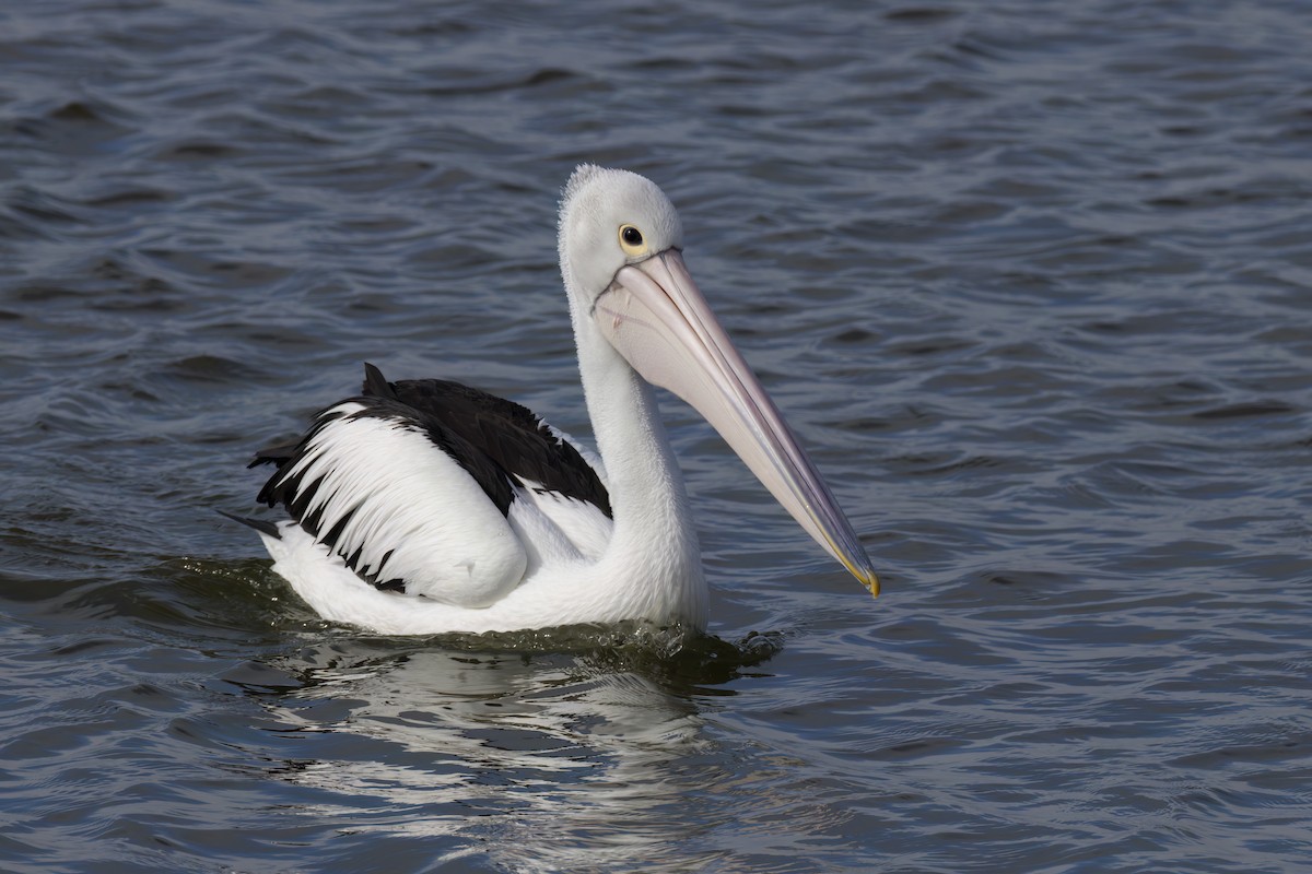 Australian Pelican - ML619797670