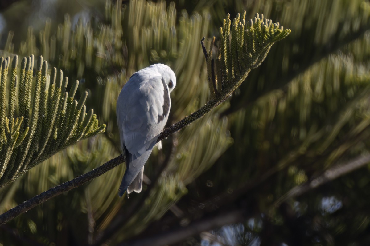 Black-shouldered Kite - ML619797673