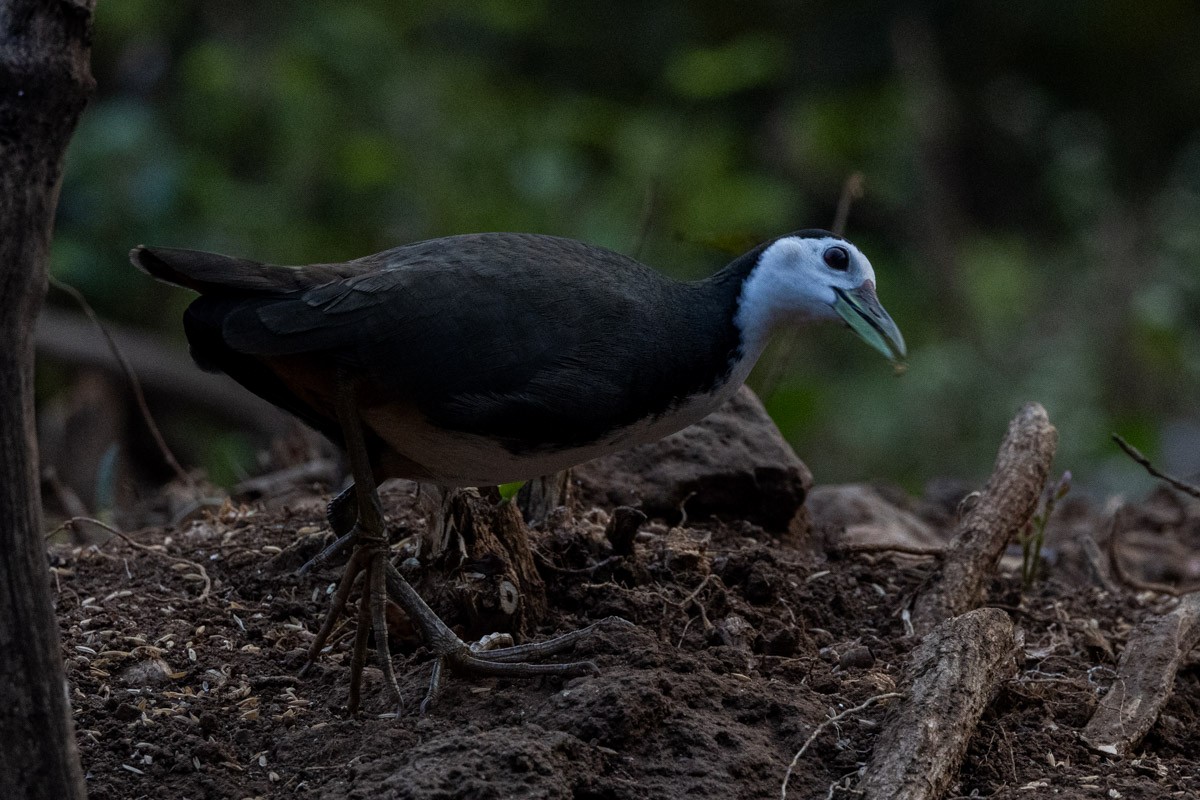 White-breasted Waterhen - ML619797686