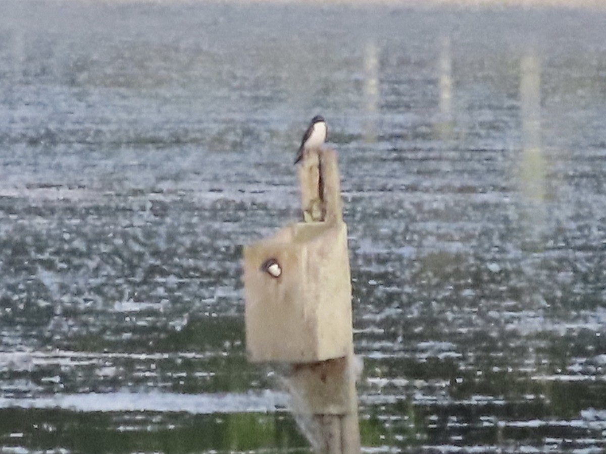 Tree Swallow - ML619797719