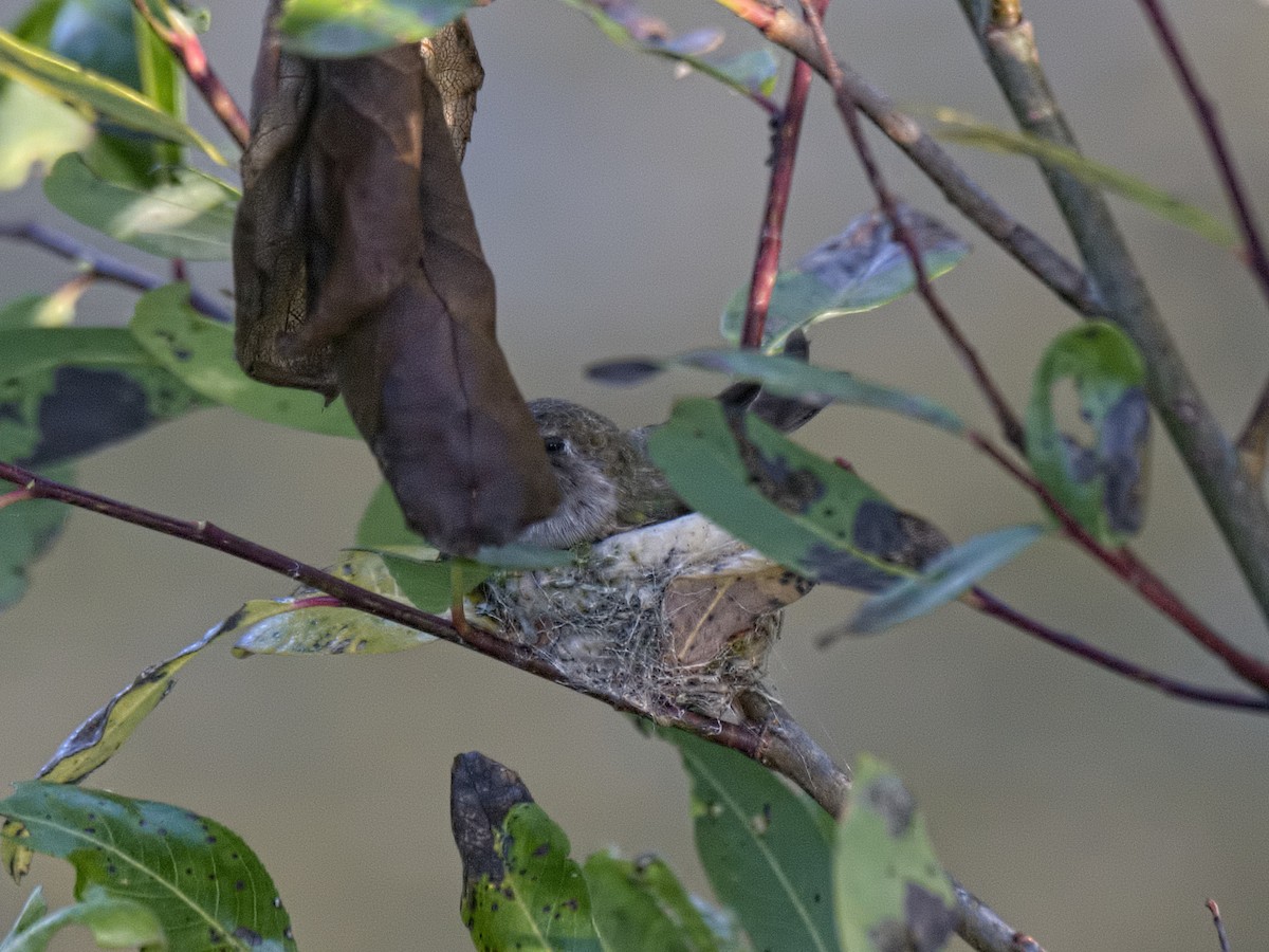 Anna's Hummingbird - ML619797723