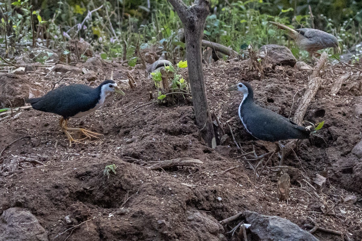 White-breasted Waterhen - ML619797727