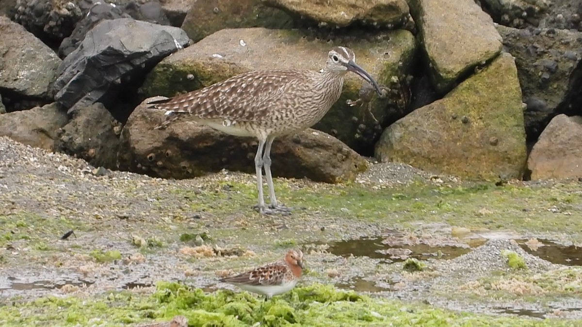 Whimbrel - ML619797744