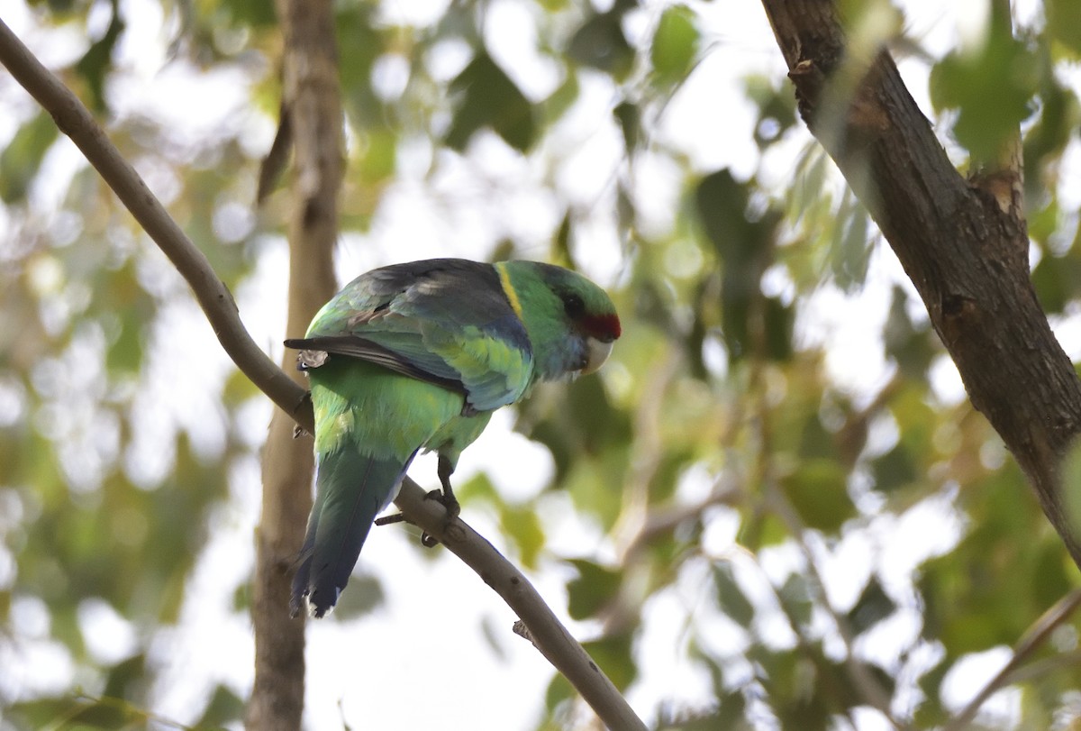 Australian Ringneck (Mallee) - ML619797752