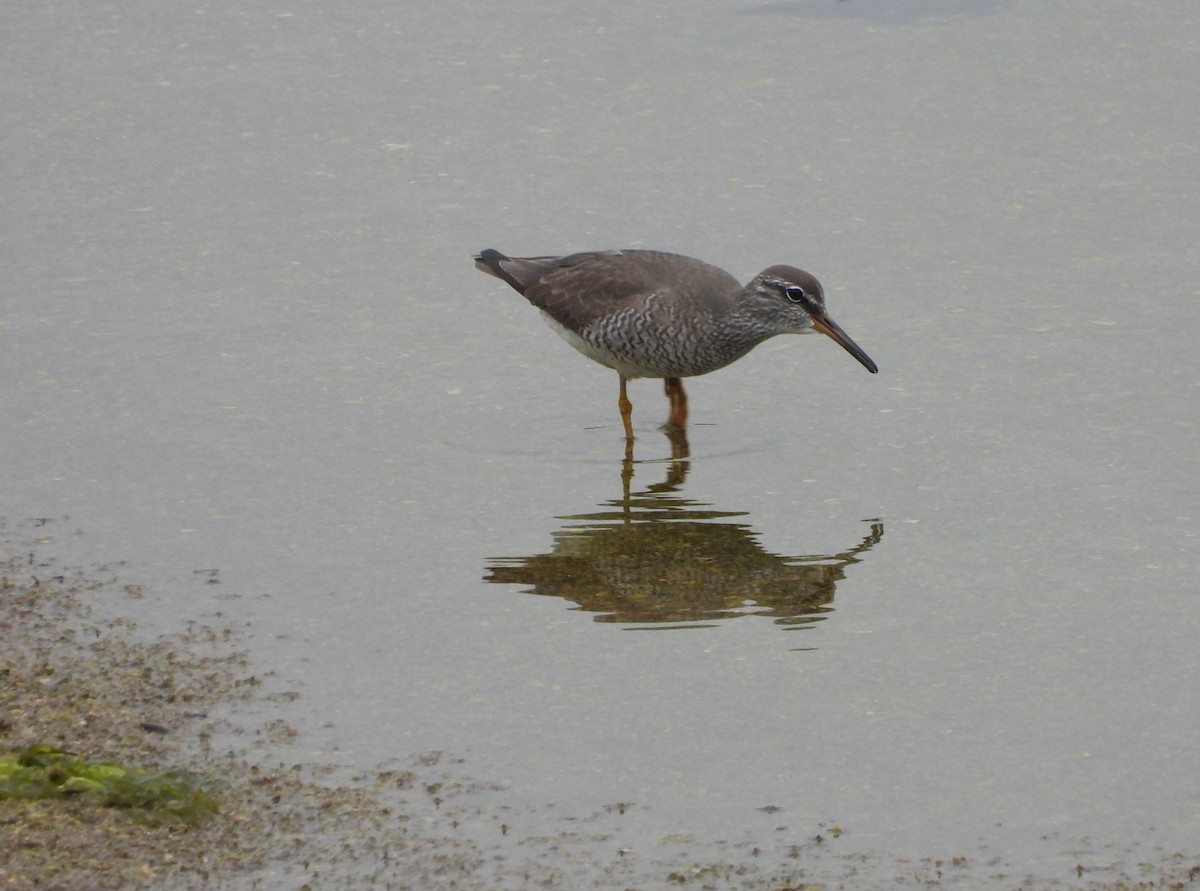 Gray-tailed Tattler - ML619797755