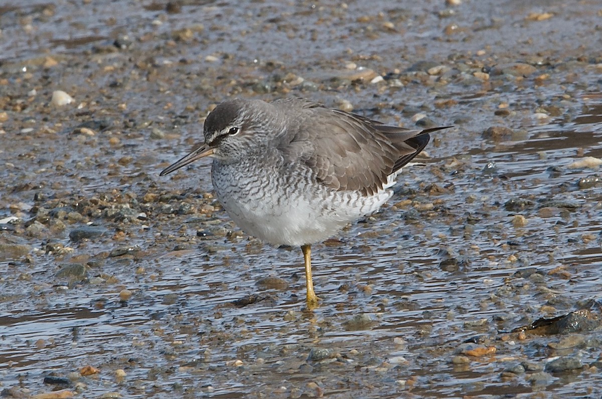 Gray-tailed Tattler - ML619797759