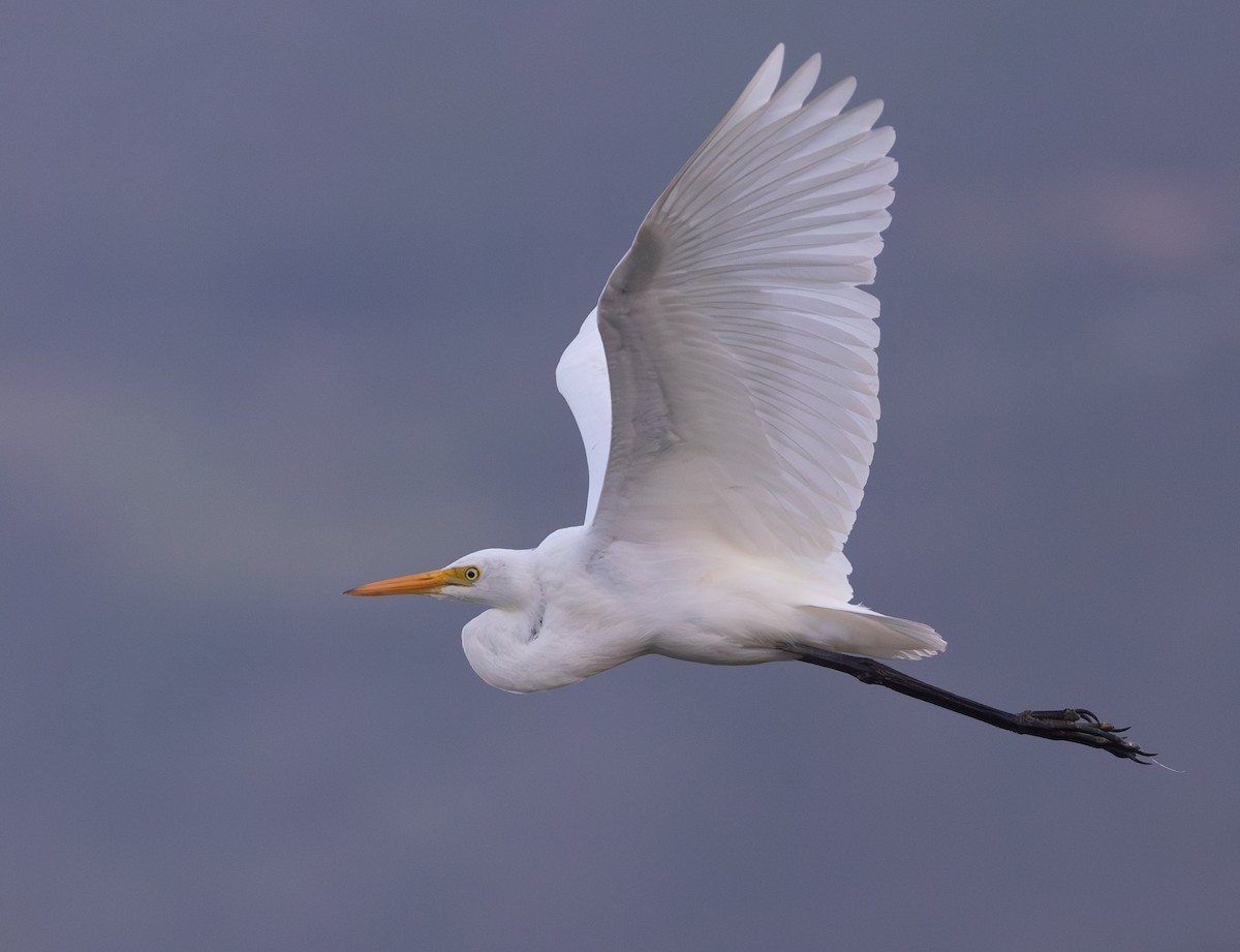 Yellow-billed Egret - ML619797769