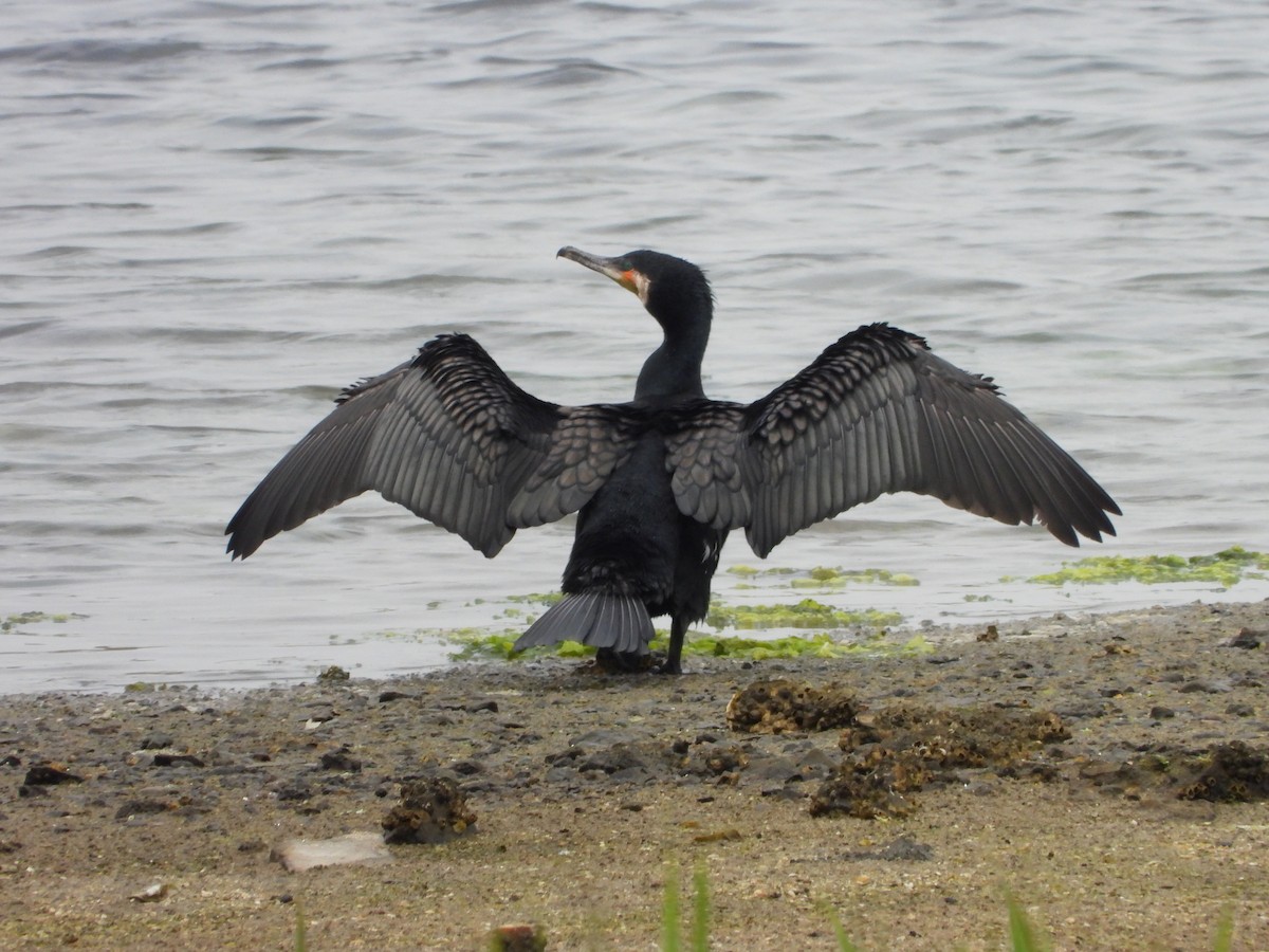 Great Cormorant - ML619797771