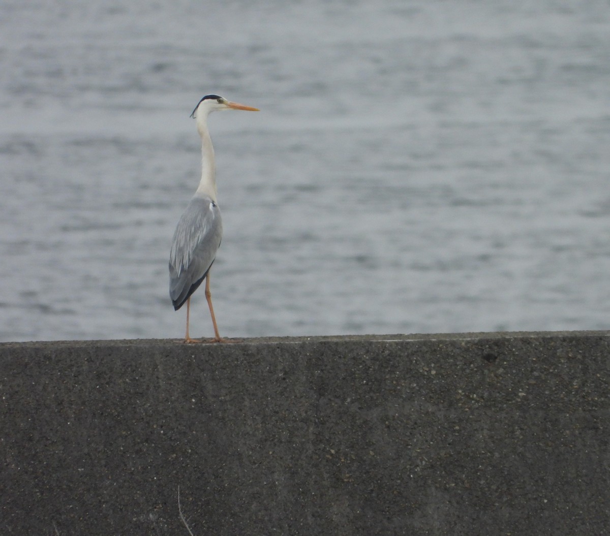 Gray Heron - ML619797773